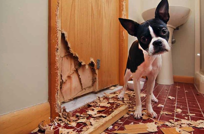 vrbo damage deposits - damage to a rental home caused by a dog