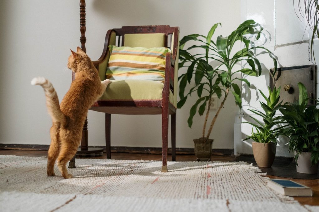 Cat getting up on a chair