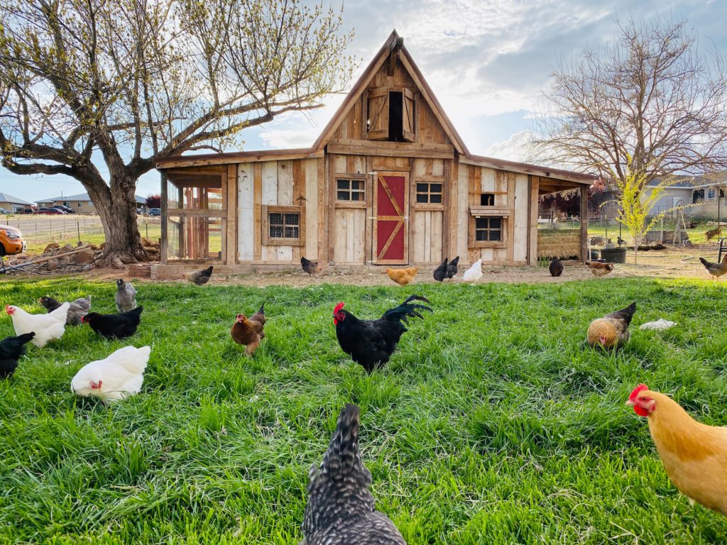 Crazy Vacation Rental Insurance Claims: $3,000 Chicken Sacrifice