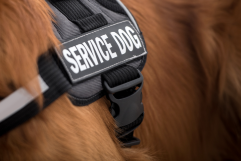 Service and Support Animals: Pet or Guest?