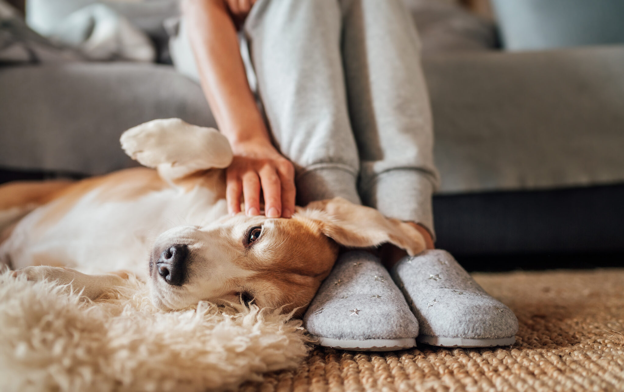 Pros and Cons of Being a Pet-Friendly Vacation Rental